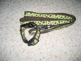 image for Small collar and leash set ($3)