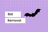 image for Bat Removal and Roof Repair