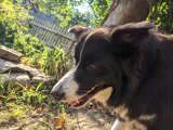 image for Mid-Atlantic Border Collie Rescue