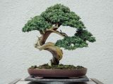 image for Bonzai tree (Fund or Item)