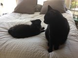 image for Cat Sitting