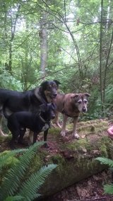image for Old dogs and new tricks