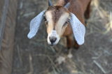image for Half a goat.